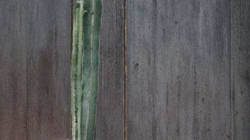 El cactus