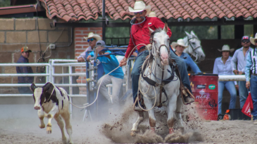 Lazo de Becerro 1