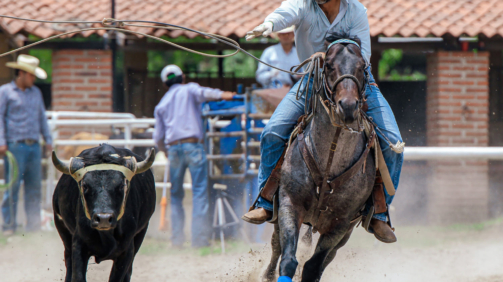 Lazo por Parejas 3